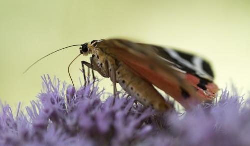 Euplagia quadripunctaria